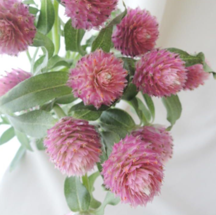 Gomphrena sakura