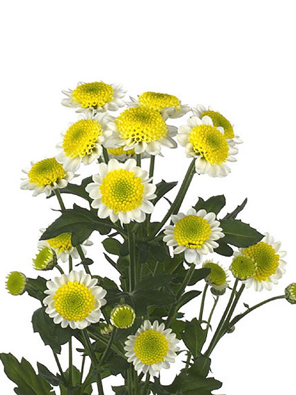 Chrysanthemum sprаy sun up