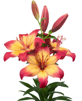 Lilium la heartstrings