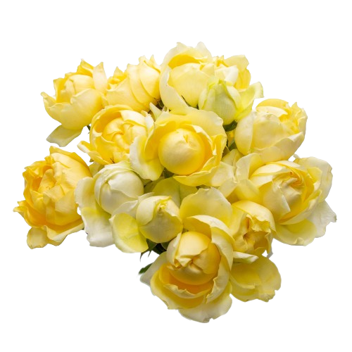 Rose sprаy julietta limoncello