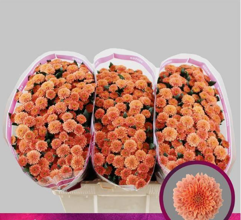 Chrysanthemum santini miller smokey