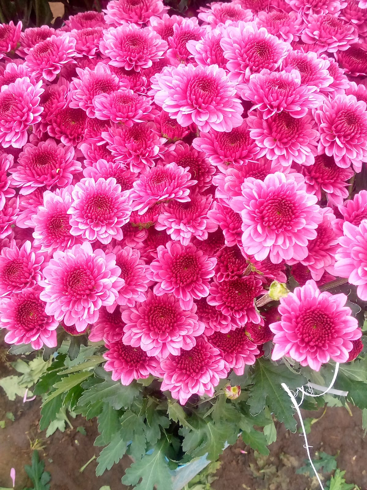 Chrysanthemum sprаy zavir