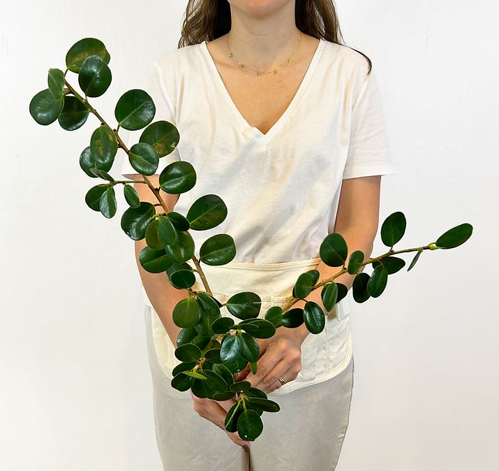 Blad monedita