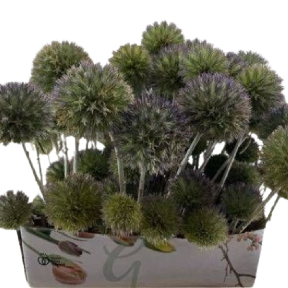 Eryngium single