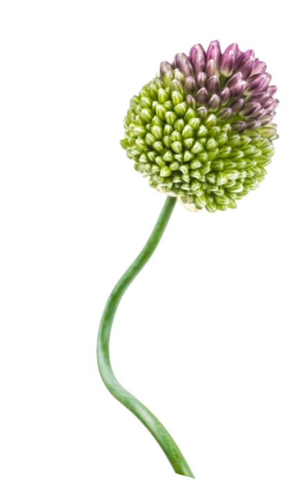 Allium crazy