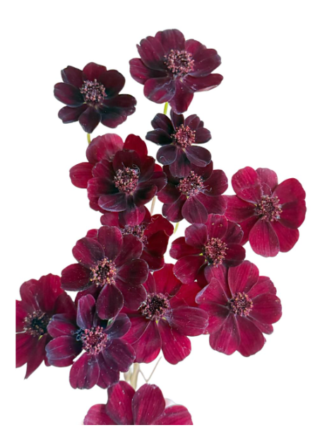 Cosmos chocolate