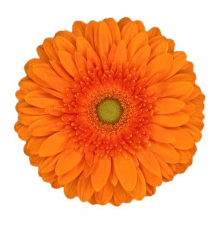 Gerbera eureka