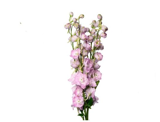 Delphinium pink spinker