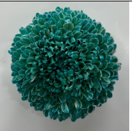 Chrysanthemum single tinted aqua