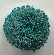 Chrysanthemum single tinted black eye
