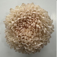 Chrysanthemum single tinted bronze