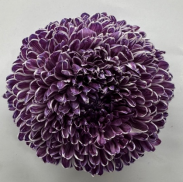 Chrysanthemum single tinted burgundy