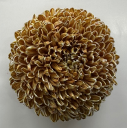 Chrysanthemum single tinted caramel