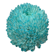 Chrysanthemum single tinted cerulean