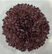 Chrysanthemum single tinted chestnut