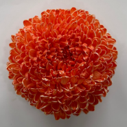 Chrysanthemum single tinted gold