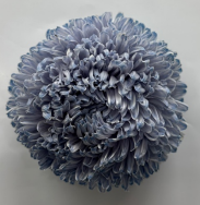 Chrysanthemum single tinted grey