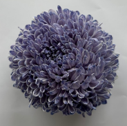 Chrysanthemum single tinted indigo