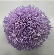 Chrysanthemum single tinted light purple