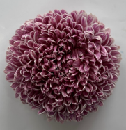 Chrysanthemum single tinted maroon
