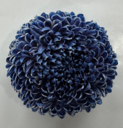 Chrysanthemum single tinted midnight blue