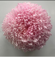 Chrysanthemum single tinted pale pink