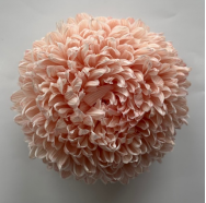 Chrysanthemum single tinted pasture pink