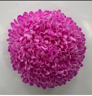 Chrysanthemum single tinted shoсking pink