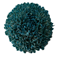 Chrysanthemum single tinted pale navy