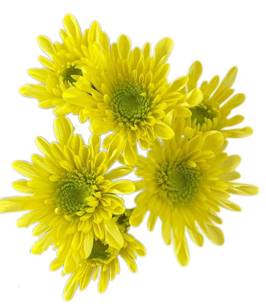 Chrysanthemum santini rui yellow