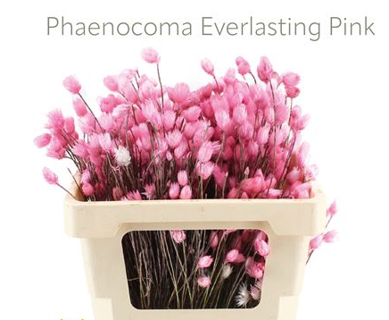 Phaenocoma dried everlasting pink