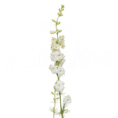 Delphinium whitem