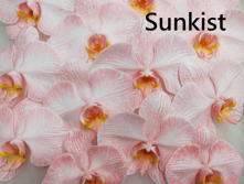 Phalaenopsis dyed sunkist