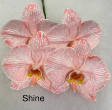 Phalaenopsis dyed shine