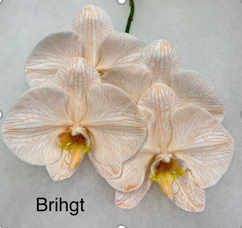 Phalaenopsis dyed bright