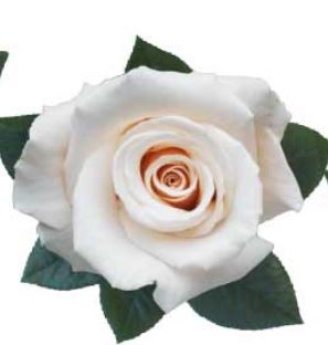 Rose champagne