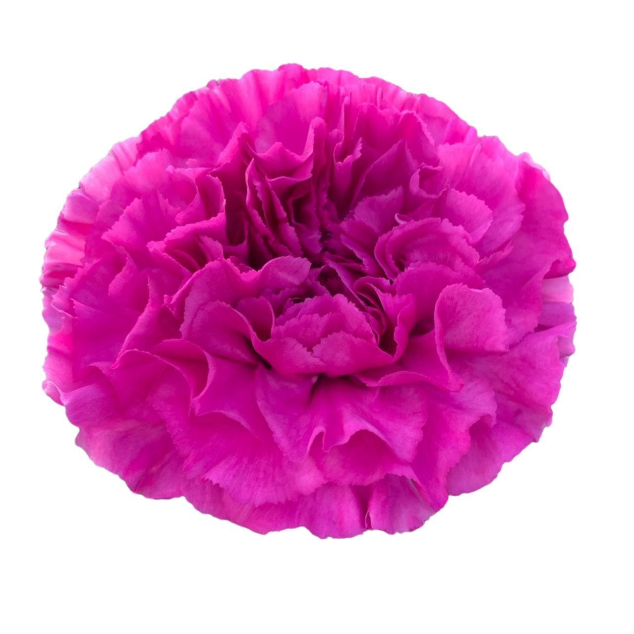 Carnation frienesea