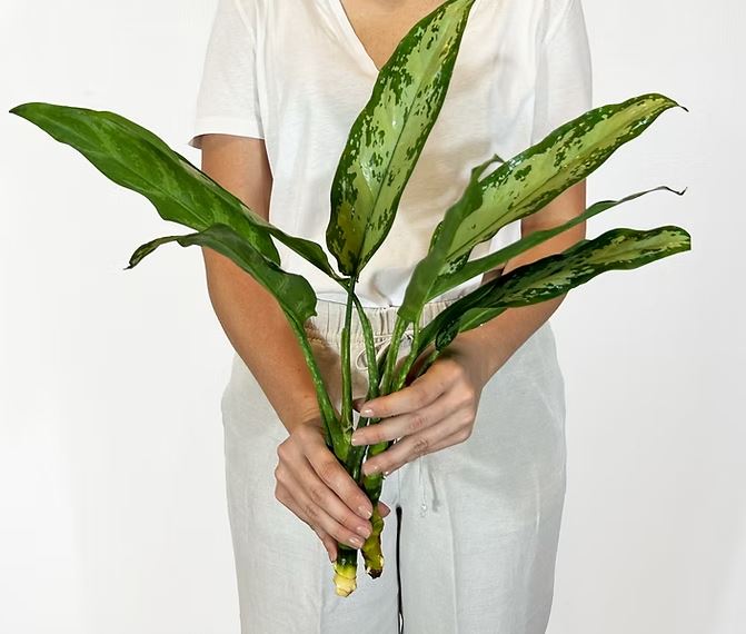 Blad Aglaonema green