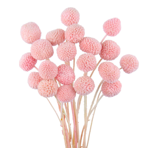 Craspedia pink