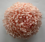 Chrysanthemum single tinted light pastel pink
