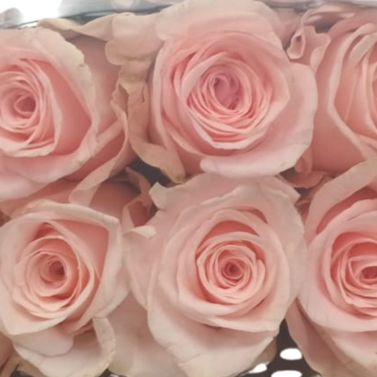 Rose dua