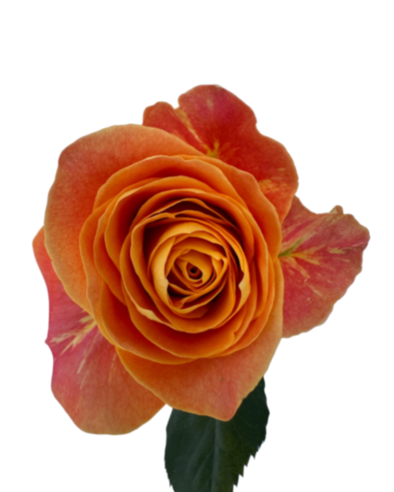 Rose kahlua