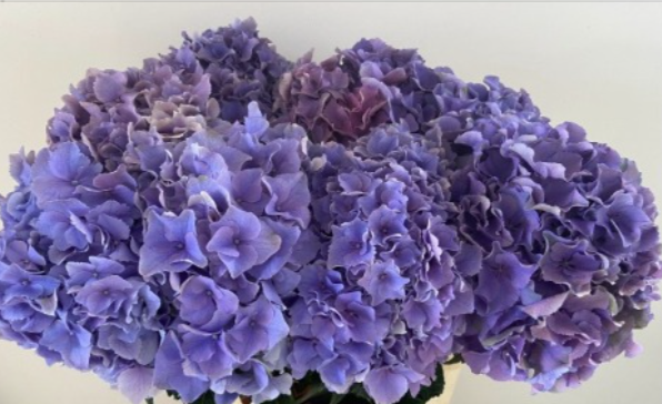 Hydrangea royal breeze blue