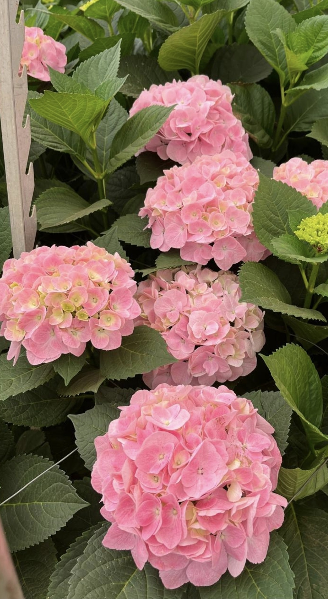 Hydrangea hydrabloom pink progress pink