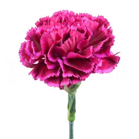 Carnation nobio party