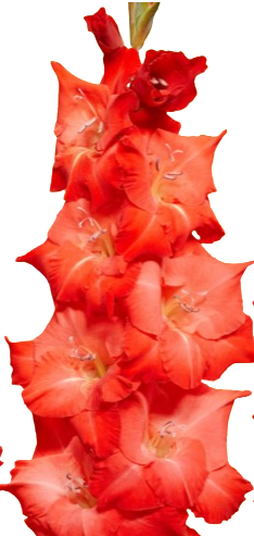 Gladiolus for evigt