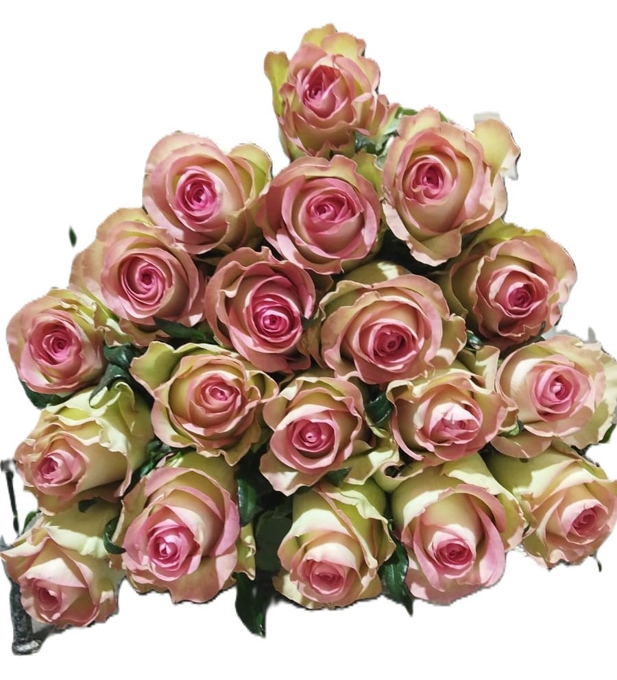 Rose secret whisper