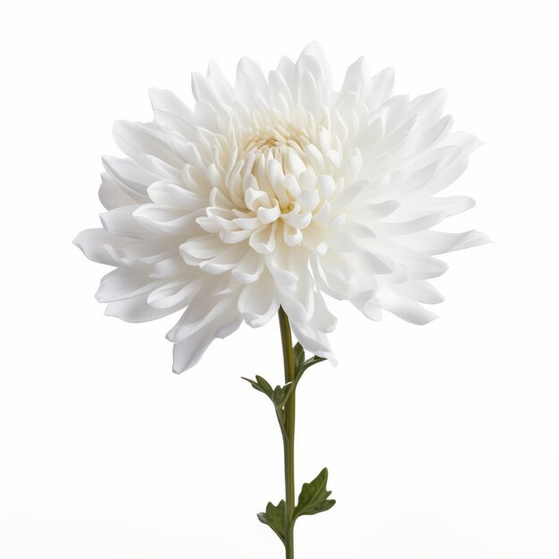 Chrysanthemum single kary msky