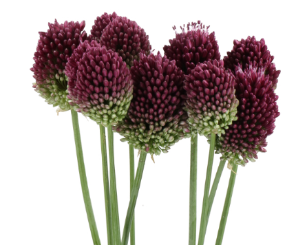 Allium nighthawk