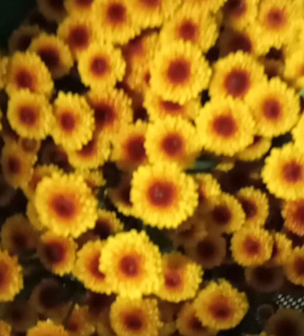 Chrysanthemum sprаy calmero shinny